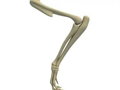 Anatomic Rat Animal Leg Skeleton  3D model