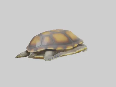 Flatback Turtle resting model Low-poly 3D model
