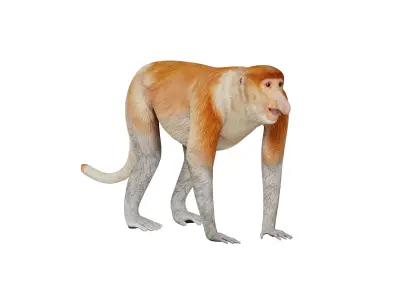 Proboscis Monkey Low-poly 3D model