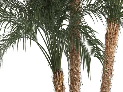 Beautiful Phoenix roebelenii in a flower pot for decoration 1283 3D model