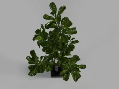 Fiddle Leaf Tree 3D model