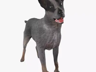 Cattle Dog Low-poly 3D model