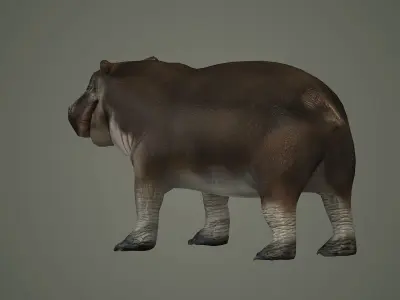 animal hippo baby cute small  wildlife hippopotamus africa  3D model