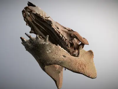 Photorealistic Wild Boar skull and a lower jaw Low-poly 3D model