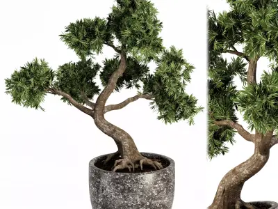 Plant bonsai-01 3D model