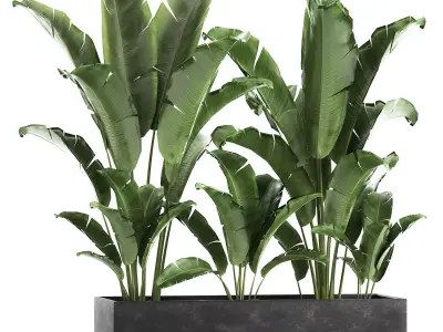 Banana bush in a pot for the interior 867 3D model