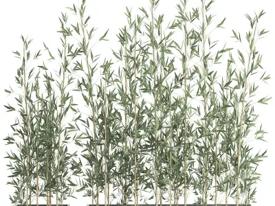 Bamboo bush for the interior in a black flowerpot 583 3D model