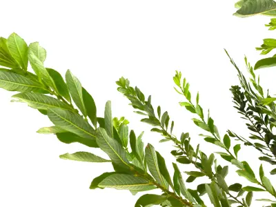 Willow Tree  Game-Ready Low-poly 3D model