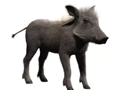 Warthog baby with realistic fur Low-poly 3D model