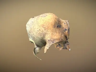 Small photorealistic rodents skull Low-poly 3D model