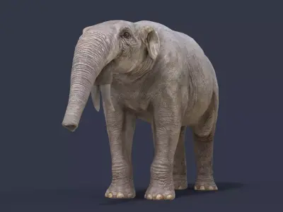 Deinotherium proavum Low-poly 3D model