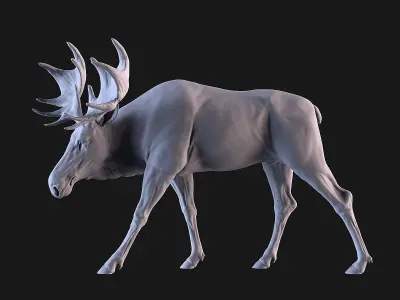 Moose 3D print model