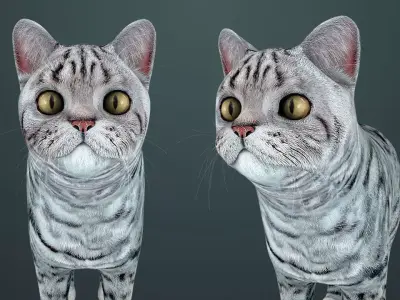 Cat - British  Silver Tabby - Young Kitten - Rigged Custom Low-poly 3D model