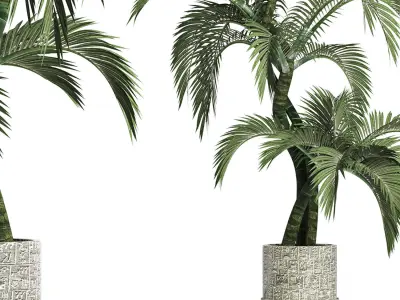 Plants Collection 162 Egyptian Palm 3D model