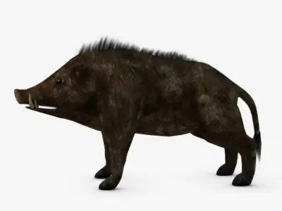 Low poly boar wild 3D model