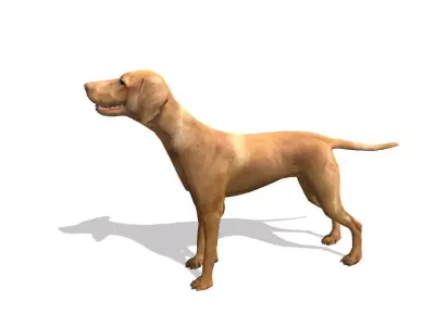 Vizsla Dog Low-poly 3D model