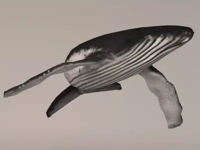 Humpback Whale Low-poly 3D model