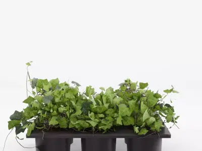 Common Ivy 3D Model Low-poly 3D model