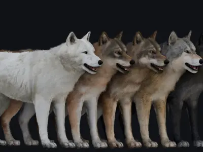 Wolf Animation  3D model