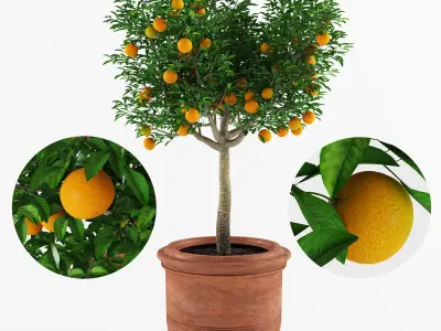 Mandarin Orange Tree 3D model