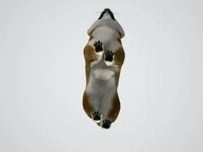 REALISTIC 3D DOG MODEL Low-poly 3D model