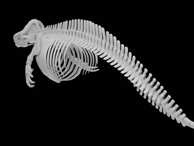 Killer Whale Orca Skeleton 3D Model Clean Topology  3D model