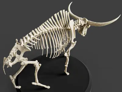 Bison Latifrons Skeleton 3D model