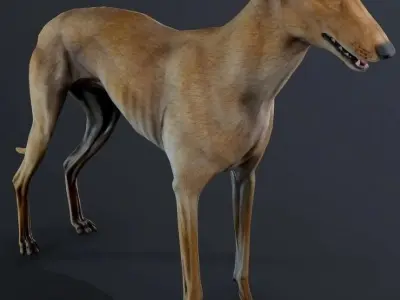 Galgo Street Dog 3D model
