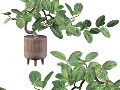 Ficus benghalensis 3D model