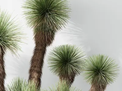 HQ Plants Yucca Elephantipes Queretaroensis Set01 3D model