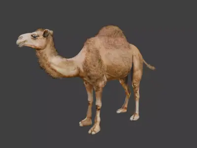 Animated Camel with Hair and Fur  Low-poly 3D model