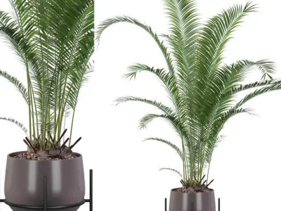 Plants collection 001 3D model