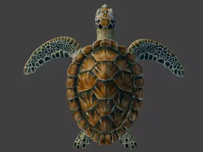 Sea Green Turtle 3D model