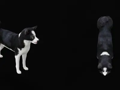 Karelian Bear Dog Low-poly 3D model
