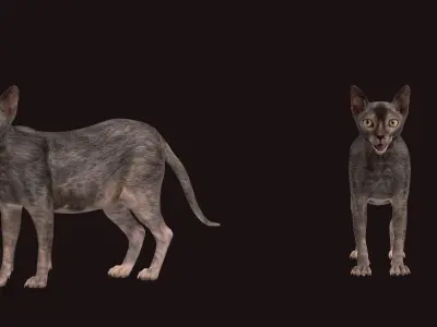 Lykoi Wolf Cat Low-poly 3D model