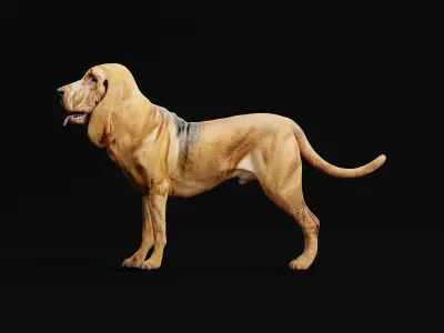 Bloodhound Dog Breed 3D model