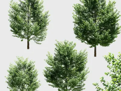 Maple trees - Set of 4 models 3D model