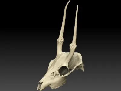 Mountain Goat Skull 3D model