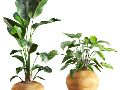 Faux Banana Syngonium in Terracotta Pots Low-poly 3D model
