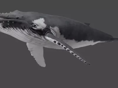 Humpback Whale  3D model