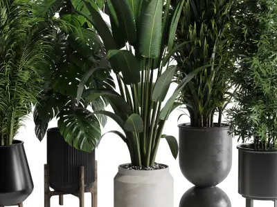 indoor plant set 345 ravenala bamboo monstera palm concrete vase Low-poly 3D model