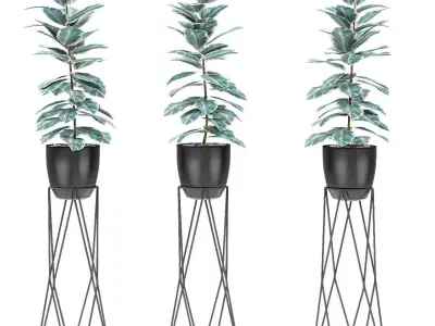 Plant in Pot Flowerpot Exotic Plant 3D model 5
