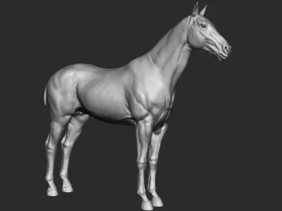 Stallion - Sculpt 3D model