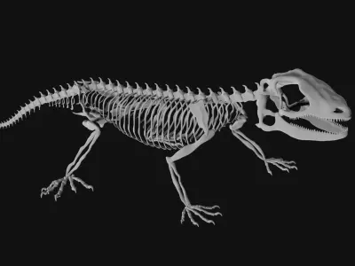 Lizard skeleton 3D model