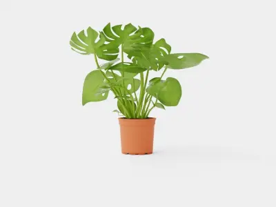 Monstera del touffe Low-poly 3D model