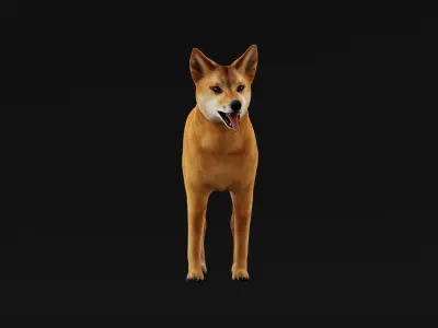 Dingo Dog Low-poly 3D model