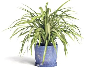Spider Plant 3D model