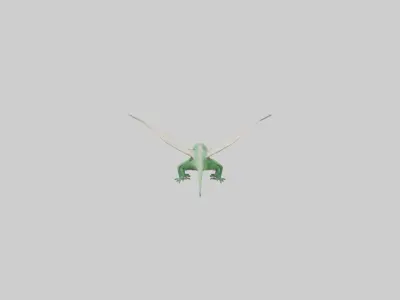 Draco Lizard gliding model Low-poly 3D model
