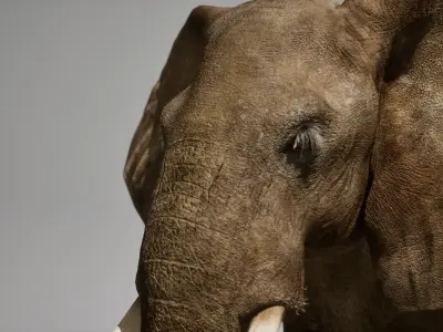 African Elephant RIG UNREAL project  Maya base rig 3D model