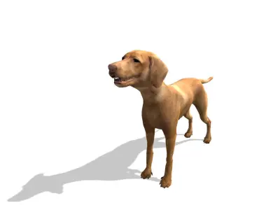 Vizsla Dog Low-poly 3D model